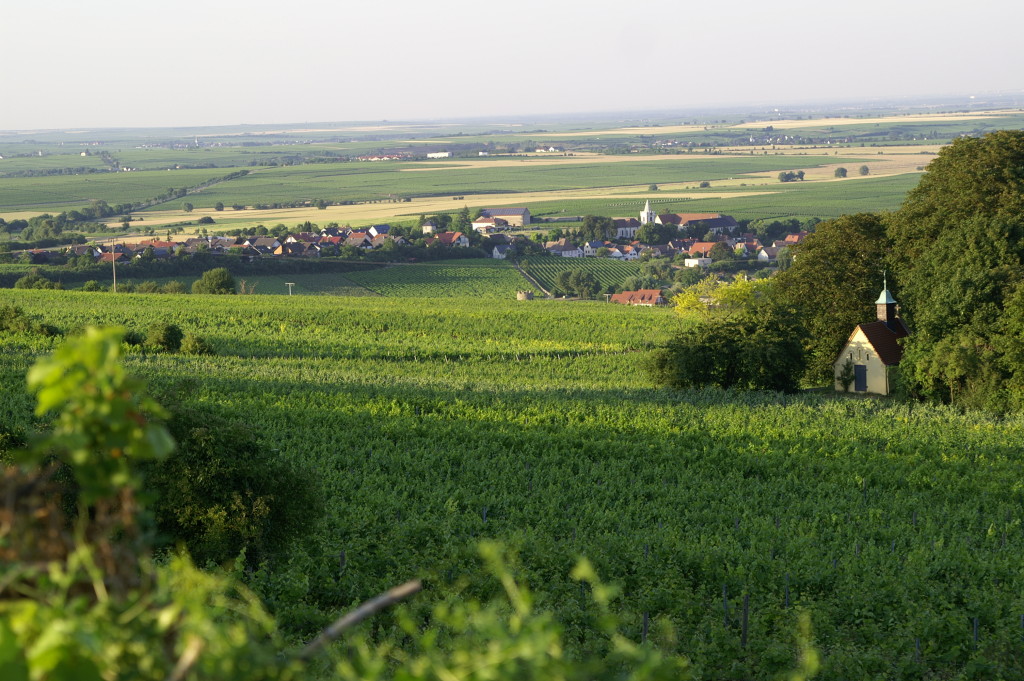 Sonnenwinzer Weinberg